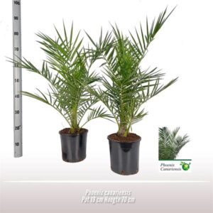 Phoenix Canariensis - Ø19 ↕70