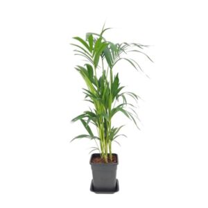 Howea Forsteriana - Ø21cm - ↕110cm