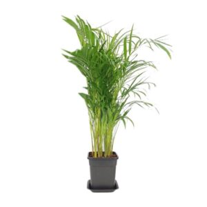 Dypsis Lutescens - Ø21cm - ↕100cm