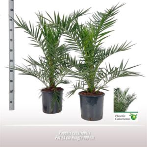 Phoenix Canariensis - Ø24 ↕100