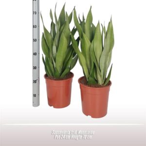 Sansevieria T Moonshine - Ø24 ↕70