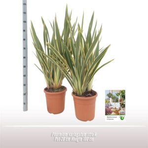 Phormium Variagatum - Ø26 ↕100