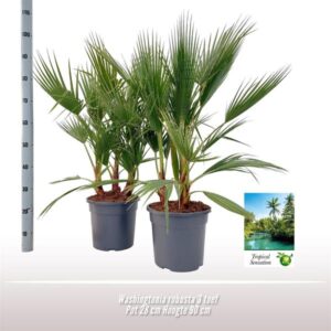 Washingtonia Robusta - 1 stuk - Ø28 ↕90