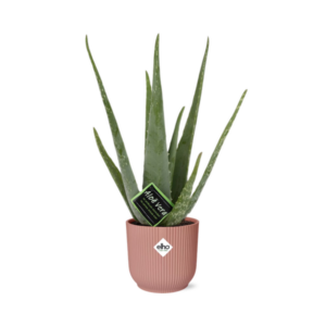 Aloe Vera 12cm in ELHO Vibes Fold 14cm roze