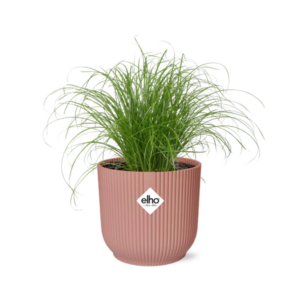 Cyperus Alternifolius Zumula in ELHO Vibes Fold 14cm roze