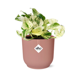 Epipremnum Pinnatum Happy Leaf in ELHO Vibes Fold 14cm roze