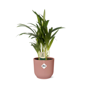 Dypsis Lutescens (Areca) 12cm in ELHO Vibes Fold 14cm roze