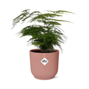 Asparagus Setaceus ‘Plumosus’ in ELHO Vibes Fold 14cm roze