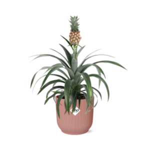 Mother's Day - Ananas Mi Amigo in ELHO Vibes Fold 14cm roze