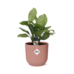 Aglaonema Christina in ELHO Vibes Fold 14cm roze