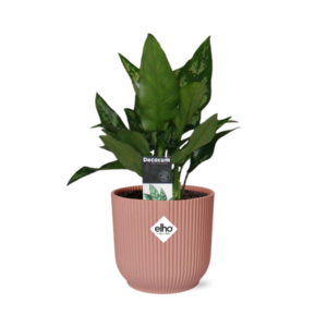 Aglaonema Maria in ELHO Vibes Fold 14cm roze