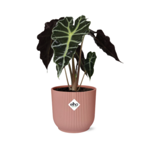 Alocasia ‘Polly’ in ELHO Vibes Fold 14cm roze