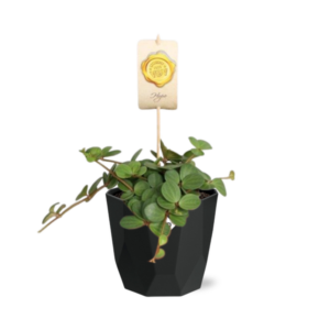 Peperomia ‘Hope’ in 14cm b.for rock living black