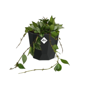 Hoya Krohniana Eskimo in 14cm b.for rock living black