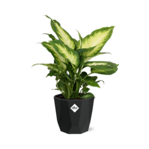 Dieffenbachia ‘Camilla’ in 14cm b.for rock living black