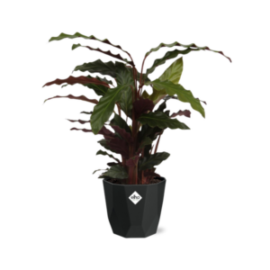 Calathea Rufibarba ‘Tropistar’ in 14cm b.for rock living black