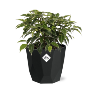 Ficus Benjamina Kinky in 14cm b.for rock living black