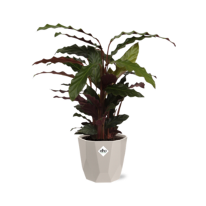 Calathea Rufibarba ‘Tropistar’ in ELHO b.for rock 14 cm warm grey