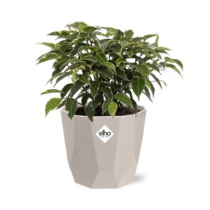 Ficus Benjamina Kinky in ELHO b.for rock 14 cm warm grey