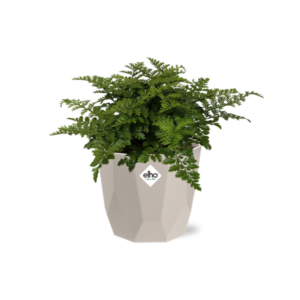 Asplenium Parvati in ELHO b.for rock 14 cm warm grey