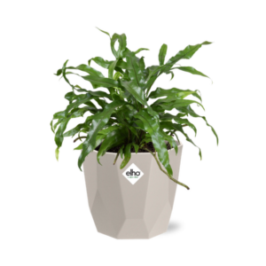 Microsorum Diversifolium in ELHO b.for rock 14 cm warm grey
