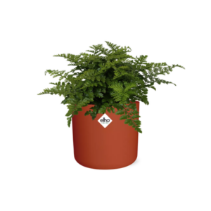 Asplenium Parvati in ELHO b.for soft rond 14cm brique