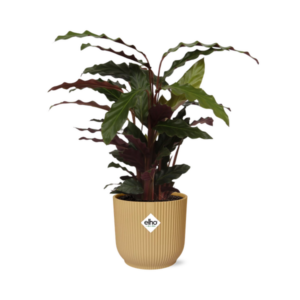 Calathea Rufibarba ‘Tropistar’ in ELHO Vibes Fold 14cm geel
