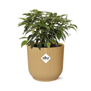 Ficus Benjamina Kinky in ELHO Vibes Fold 14cm geel