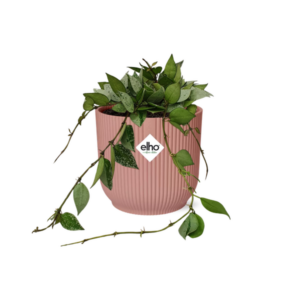 Hoya Krohniana Eskimo in ELHO Vibes Fold 14cm roze