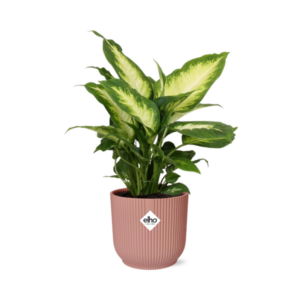 Dieffenbachia ‘Camilla’ in ELHO Vibes Fold 14cm roze