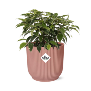 Ficus Benjamina Kinky in ELHO Vibes Fold 14cm roze