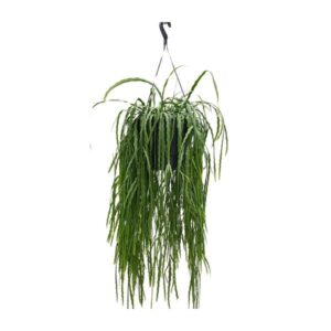 Lepismium Asuntapatense - Ø25cm - ↕70cm