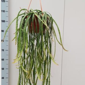 Lepismium Cruciforme - Ø20cm - ↕60cm
