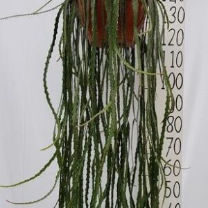 Lepismium Cruciforme - Ø30cm - ↕100cm