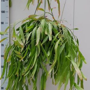 Rhipsalis Red Coral - Ø25cm - ↕60cm