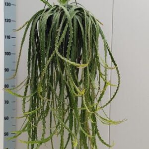 Lepismium Cruciforme - Ø25cm - ↕80cm