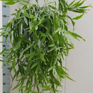 Rhipsalis Crispata - Ø25cm - ↕60cm