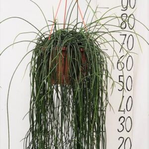 Rhipsalis Flocosa - Ø20cm - ↕60cm