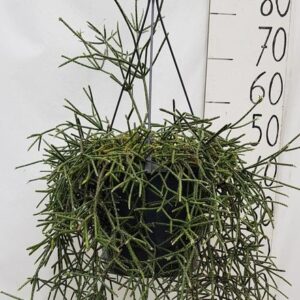Rhipsalis Pilocarpa - Ø25cm - ↕50cm