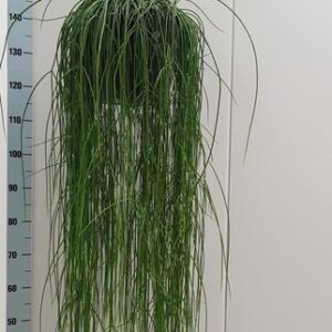 Rhipsalis Flocosa - Ø25cm - ↕90cm