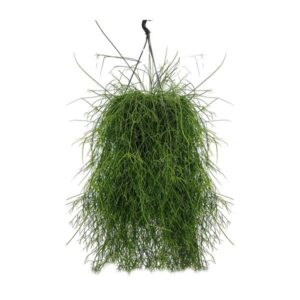 Rhipsalis Cassutha - Ø25cm - ↕60cm