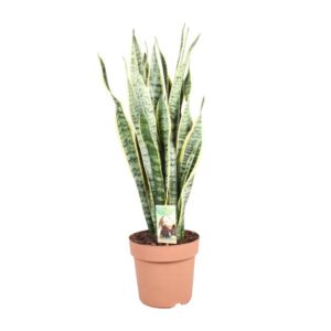Sansevieria Trifasciata Laurentii - Ø24cm - ↕90cm