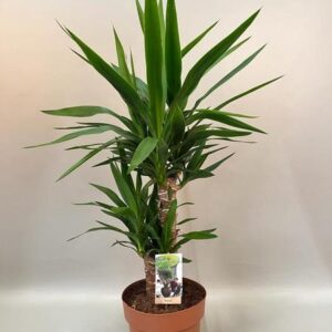 Yucca 45-20 2+ Kop (p21) - Hoogte 70-80 - Ø21cm - ↕75cm
