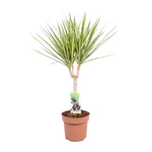 Dracaena Sunray Enkele Stam - Hoogte 65-75 - Ø17cm - ↕65cm