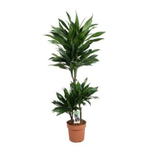 Dracaena Green Jewel 60-30-15 - Ø21cm - ↕105cm