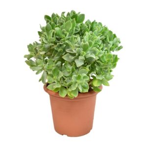 Crassula Arborescens Undulatifolia - Ø23cm - ↕35cm