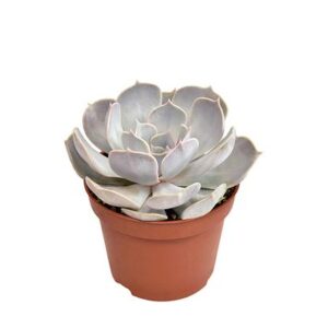Echeveria Lilacina - Ø10,5cm - ↕15cm