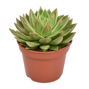 Echeveria Miranda - Ø15cm - ↕20cm
