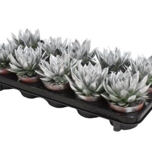 Echeveria Coloured Silver - Ø10,5cm - ↕13cm