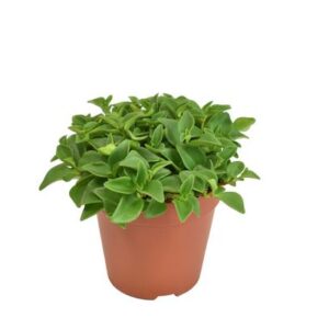 Peperomia Marcello - Ø12cm - ↕15cm